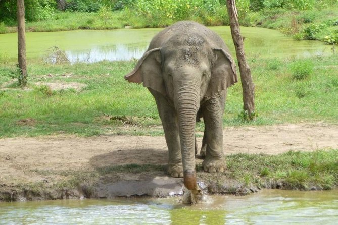 2 day 1 night Elephant World Kanchanaburi from Bangkok - Key points to know before booking