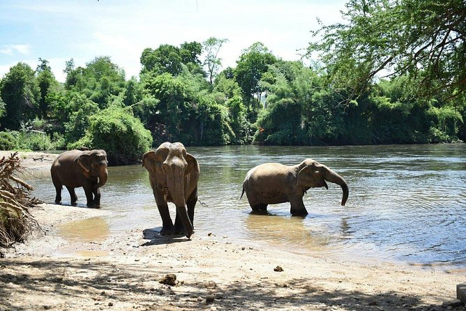 2 day 1 night Elephant World Kanchanaburi from Bangkok - Seeing Elephant World after the day ends