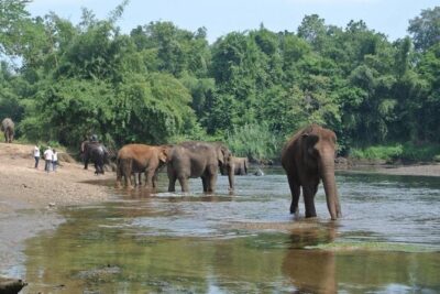 2 day 1 night Elephant World Kanchanaburi from Bangkok