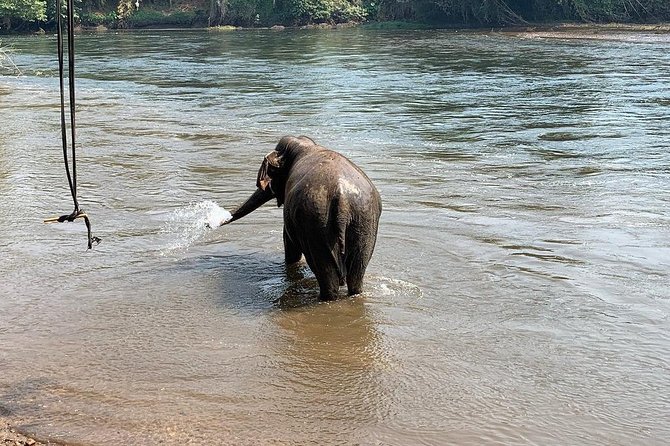 2 day 1 night Elephant World Kanchanaburi from Bangkok - What the experience explains, and what it does not