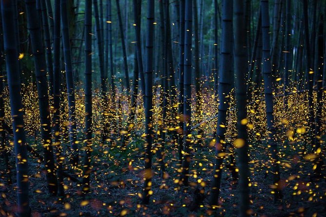 Bamboo Bicycle Tour in twilight: watch dancing Fireflies in Bangkok - Guides make a big difference
