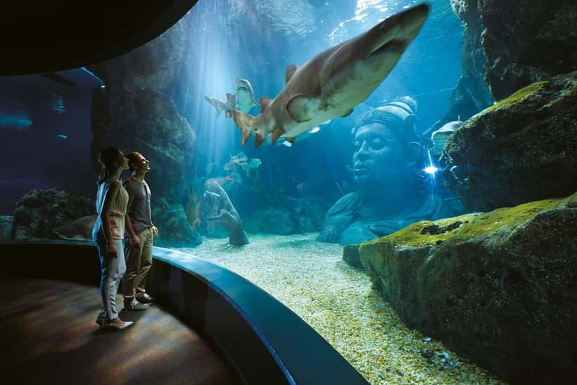 Bangkok: SEA LIFE Bangkok Ocean World Entry Ticket - The Ocean Tunnel and Its Shark Moment