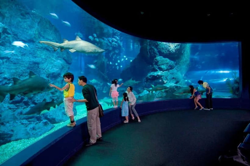 Bangkok: SEA LIFE Bangkok Ocean World Entry Ticket - Gentoo Penguins in an Indoor Ice Playground