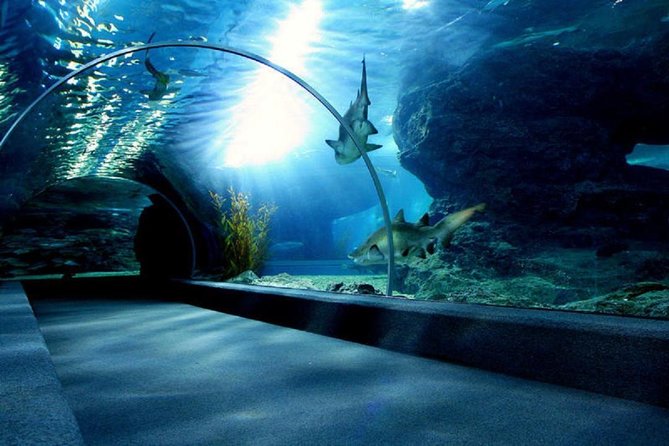 Bangkok SEA LIFE & Madame Tussauds Combo with Hotel Transfers - The 4D movie and included extras