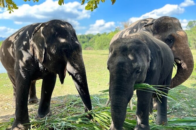 Erawan Waterfall and Elephant care from Bangkok -Private Tour - A very early start from Bangkok