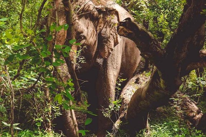 Erawan Waterfall and Elephant Care: Private Tour to Kanchanabur - Who Should Book This Tour
