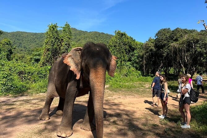 Ethical Elephant Watching Tour From Bangkok & Pattaya - Key points at a glance