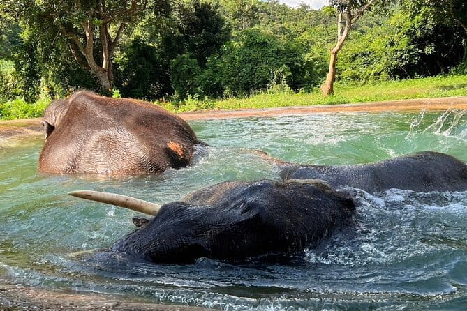 Ethical Elephant Watching Tour From Bangkok & Pattaya - Why this elephant visit feels different