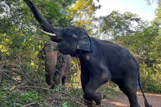 Ethical Elephant Watching Tour From Bangkok & Pattaya - Who should book this day