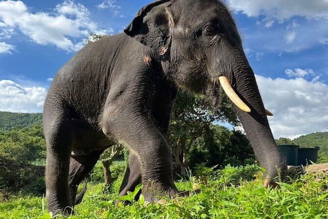 Ethical Elephant Watching Tour From Bangkok & Pattaya - The road from Bangkok or Pattaya