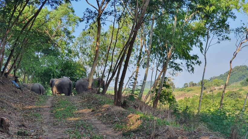 From Bangkok: Living Green Elephant Sanctuary Day Trip - Key points to know before booking