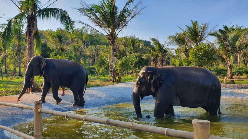 From Bangkok: Living Green Elephant Sanctuary Day Trip - Why this Chonburi sanctuary feels different
