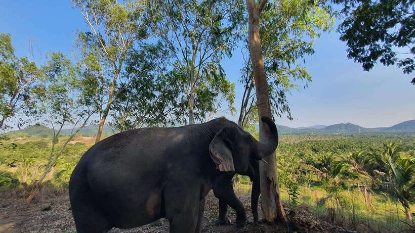 From Bangkok: Living Green Elephant Sanctuary Day Trip - Arrival, Mo Hom clothing, and the first briefing
