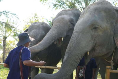 Living Green Elephant Sanctuary Day Trip