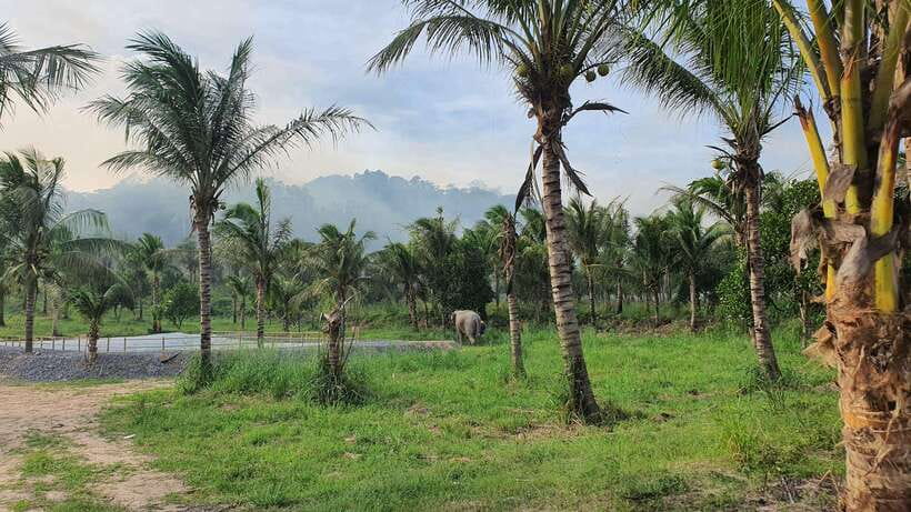 From Bangkok: Living Green Elephant Sanctuary Day Trip - Feeding elephants up close