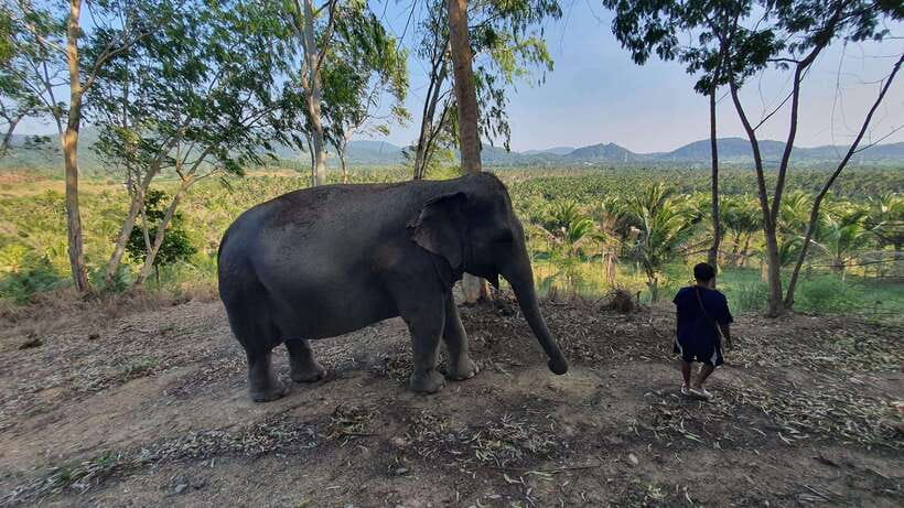 From Bangkok: Living Green Elephant Sanctuary Day Trip - Walking through the forest with the elephants