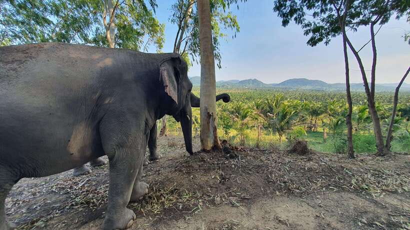 From Bangkok: Living Green Elephant Sanctuary Day Trip - Bathing time, with a realistic warning