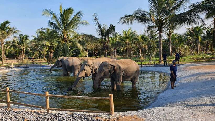 From Bangkok: Living Green Elephant Sanctuary Day Trip - What the price includes, and what it does not