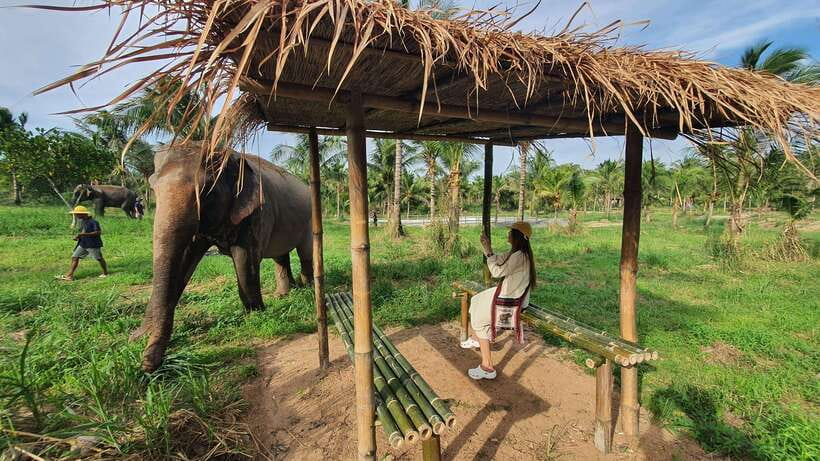 From Bangkok: Living Green Elephant Sanctuary Day Trip - Who will enjoy this day trip most