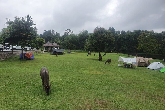 Khao Yai National Park Full Day - Deer at Lam Ta Khong Campground