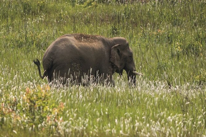 Khao Yai National Park Full-Day From Bangkok - Including Ticket - The Bangkok departure and three-hour road journey