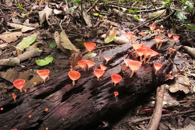 Khao Yai National Park Hiking Day Tour: Haew Narok and Haew Suwat - Haew Suwat and the famous movie connection