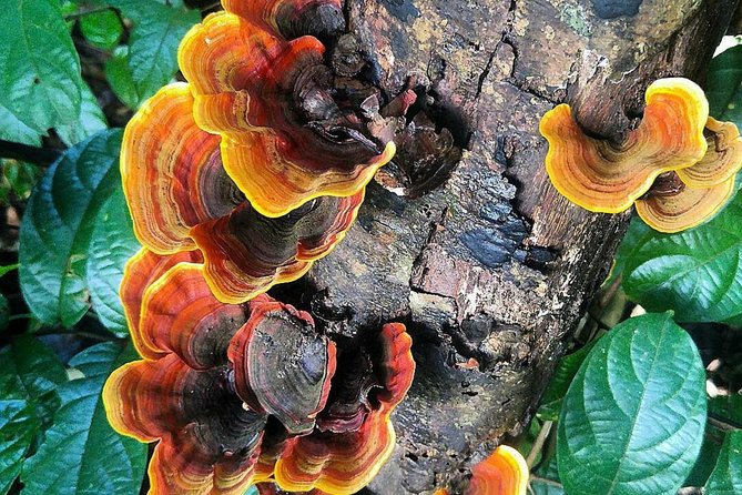 Khao Yai National Park Hiking Day Tour: Haew Narok and Haew Suwat - Sai Sorn Reservoir and a small wildlife pause