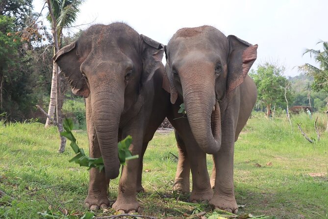 Living Green Elephant Sanctuary Experience near Bangkok & Pattaya - What this elephant day is really about