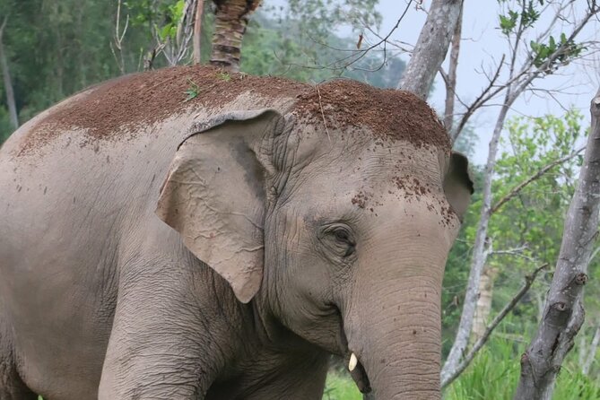 Living Green Elephant Sanctuary Experience near Bangkok & Pattaya - Meeting the elephants at close range