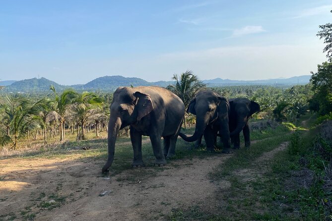Living Green Elephant Sanctuary Experience near Bangkok & Pattaya - Walking toward the 180-degree mountain view