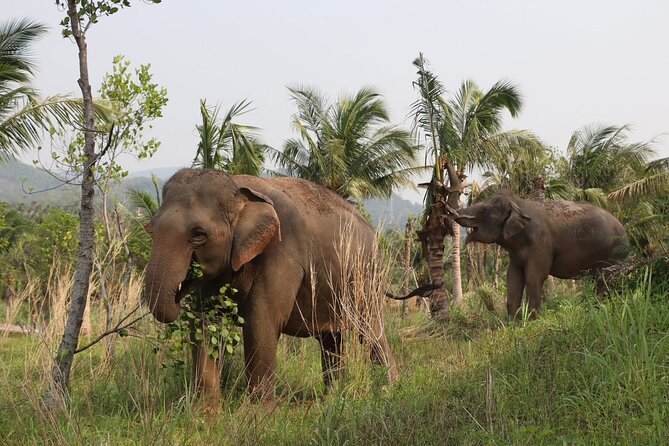 Living Green Elephant Sanctuary Experience near Bangkok & Pattaya - Water time, bathing, and the boundaries of contact
