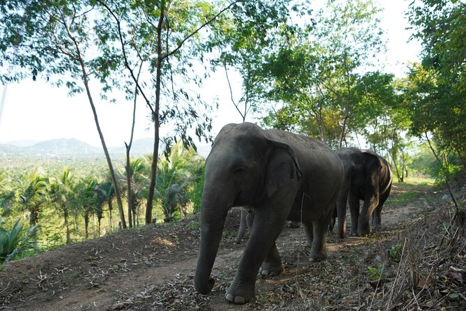 Living Green Elephant Sanctuary Experience near Bangkok & Pattaya - Ancient Pad Thai after the animal session