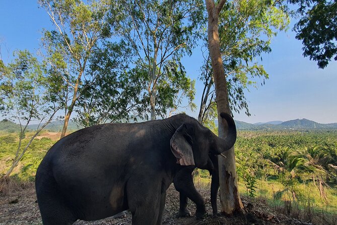 Living Green Elephant Sanctuary Experience near Bangkok & Pattaya - Guides make the difference