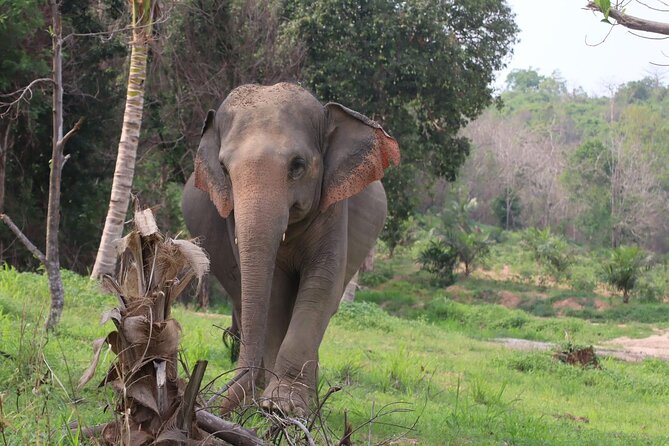 Living Green Elephant Sanctuary Experience near Bangkok & Pattaya - The journey from Bangkok or Pattaya