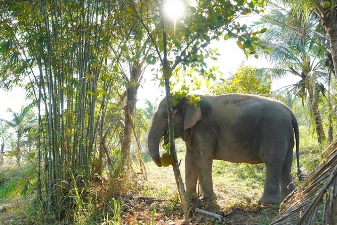 Living Green Elephant Sanctuary Tour from Bangkok and Pattaya - Meeting the elephants in their own space