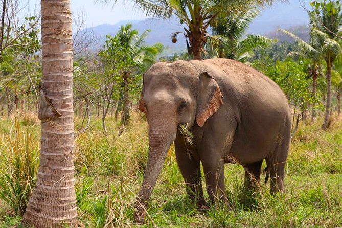 Living Green Elephant Sanctuary Tour from Bangkok and Pattaya - Lunch is practical, not luxurious