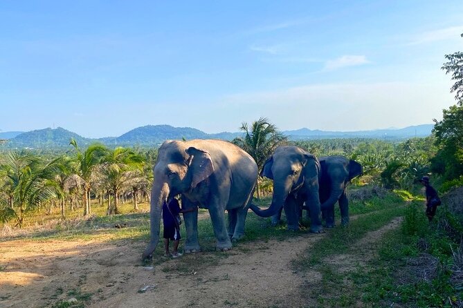 Living Green Elephant Sanctuary Tour from Bangkok and Pattaya - What to wear for a comfortable visit