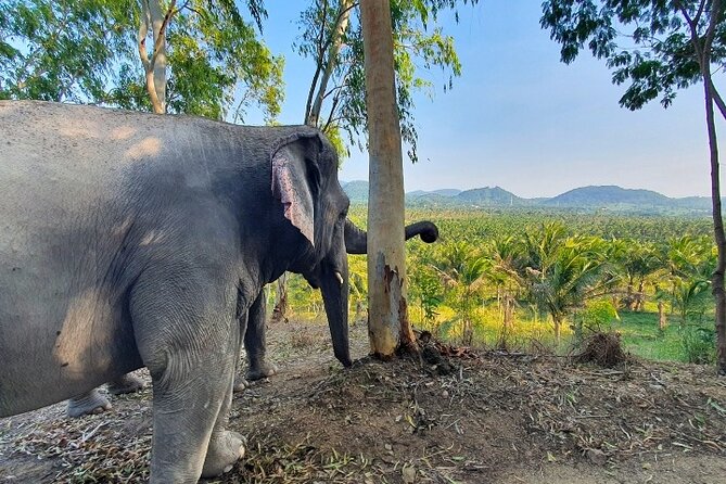 Living Green Elephant Sanctuary Tour from Bangkok and Pattaya - Is the $55.09 price good value?
