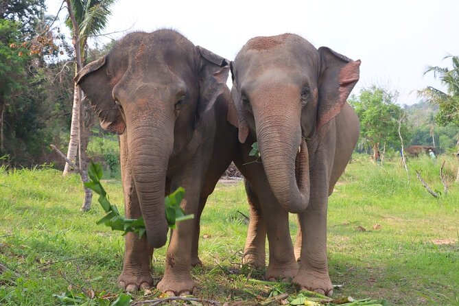 Living Green Elephant Sanctuary Tour from Bangkok and Pattaya - Booking and cancellation details