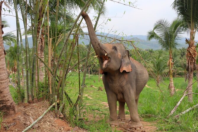 Living Green Elephant Sanctuary Tour from Bangkok and Pattaya - Lulu, Crazy Man, and the human side of the visit
