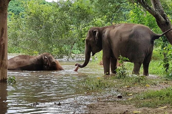 Private Tour to Kanchanaburi Death Railway and Elephant Haven - The museum, bridge, and railway story