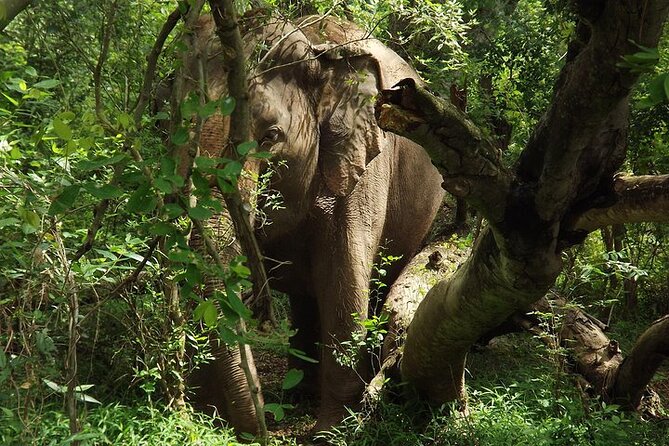 Private Tour to Kanchanaburi Death Railway and Elephant Haven - Lunch, driving, and the private-tour advantage