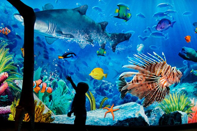Sea Life Bangkok Ocean World Tickets - Inside Thailand’s largest aquarium