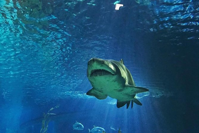 Sea Life Bangkok Ocean World Tickets - Seven zones with plenty to see