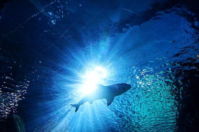 Sea Life Bangkok Ocean World Tickets - Madame Tussauds adds value to the ticket