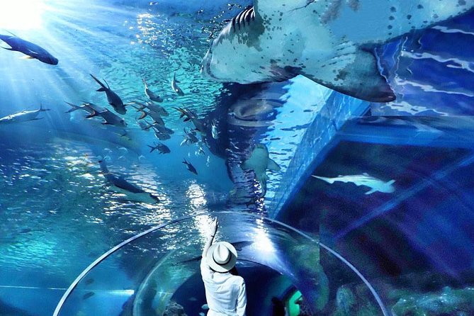 Sea Life Bangkok Ocean World Tickets - When to go and how long to stay