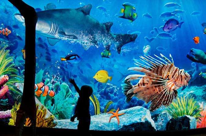 Sea Life Bangkok Ocean World Tickets - The 4D movie is optional and extra