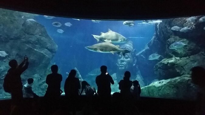 SEA LIFE Ocean World at Bangkok Admission Ticket - What SEA LIFE Bangkok Ocean World is really like