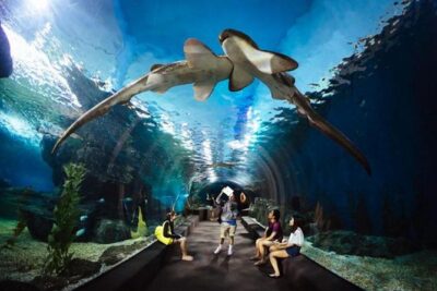 SEA LIFE Ocean World at Bangkok Admission Ticket