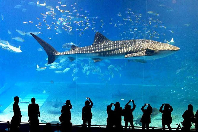 SEA LIFE Ocean World at Bangkok Admission Ticket - Weird and Wonderful for unusual creatures